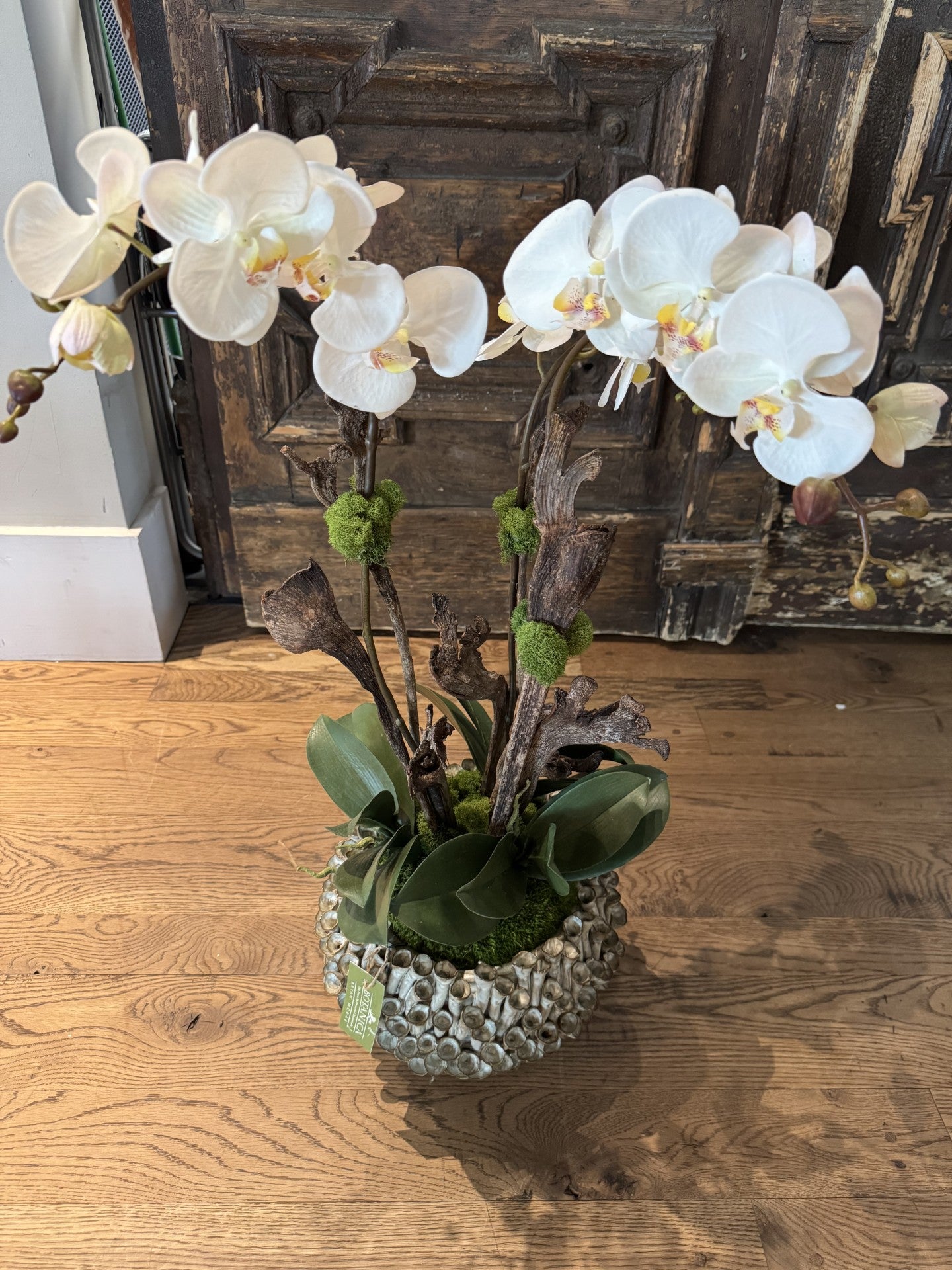 Orchid #10