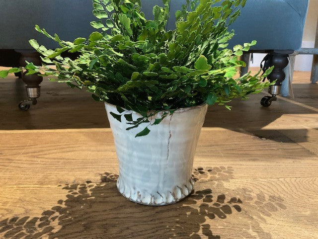#17 Maiden Hair Fern In White