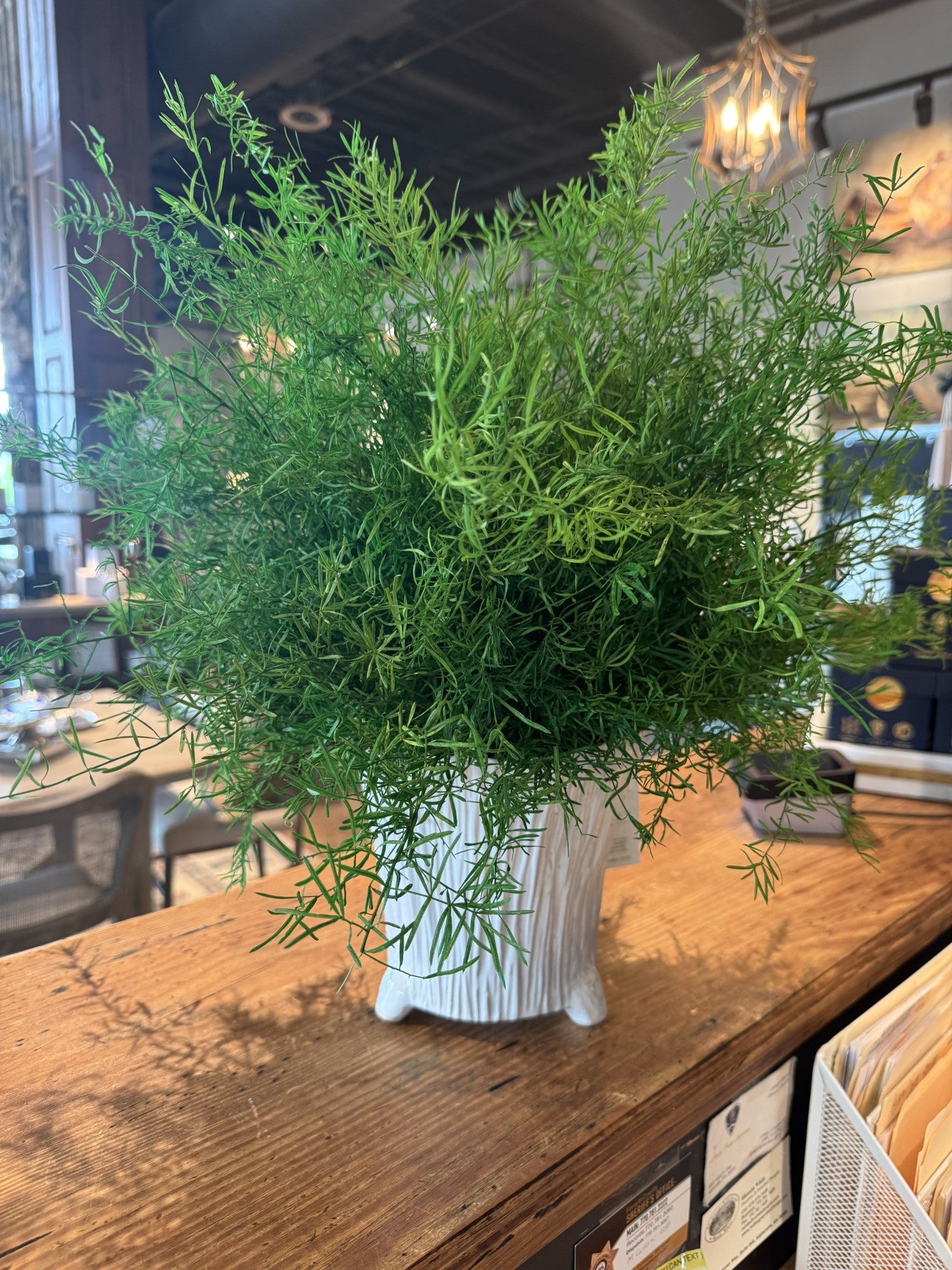 Asparagus Fern #6