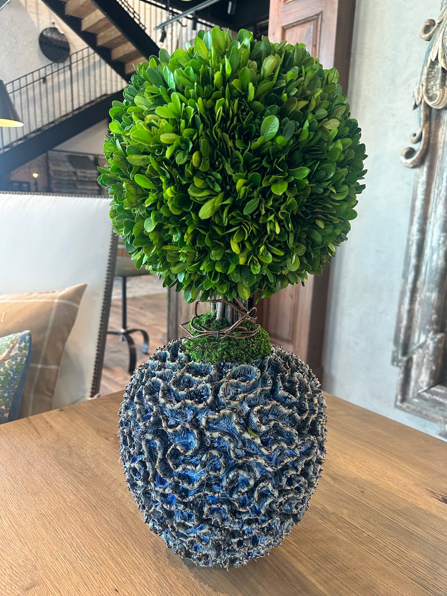 Box Wood Topiary Blue