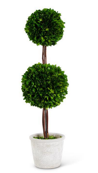 Preserved Boxwood Double Ball Topiary In Whitewashed Pot