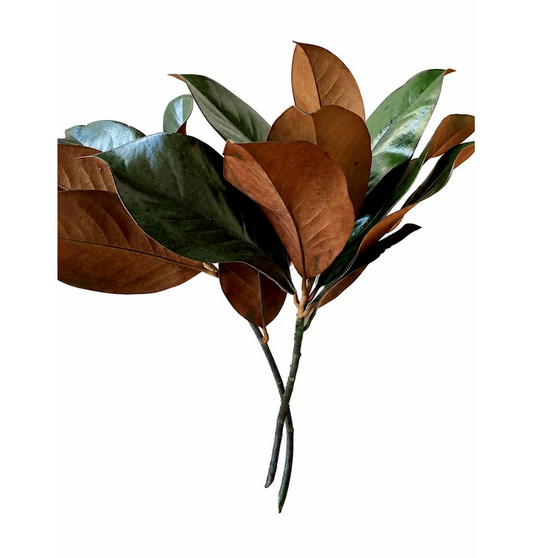 Preserved Magnolia Green 3 Stems