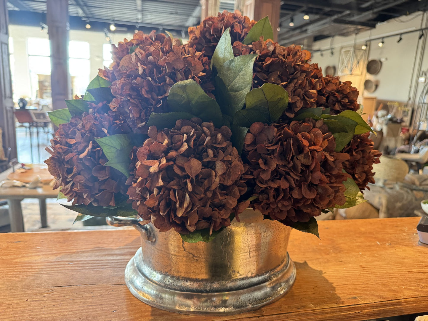 Brown Hydrangea