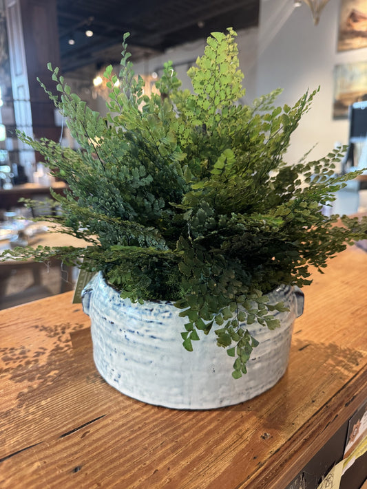 Maidenhair Fern#12
