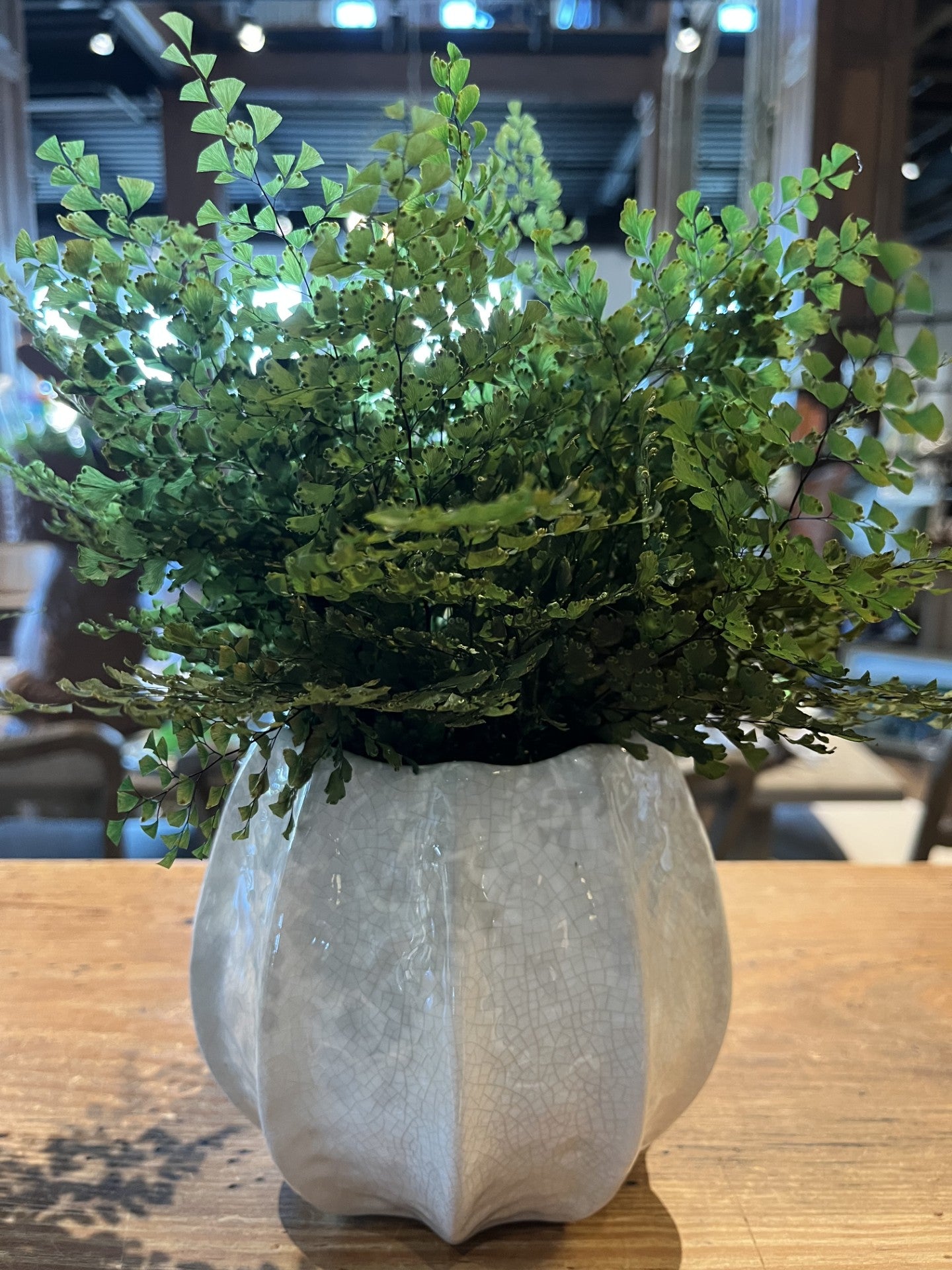 Maidenhair Fern