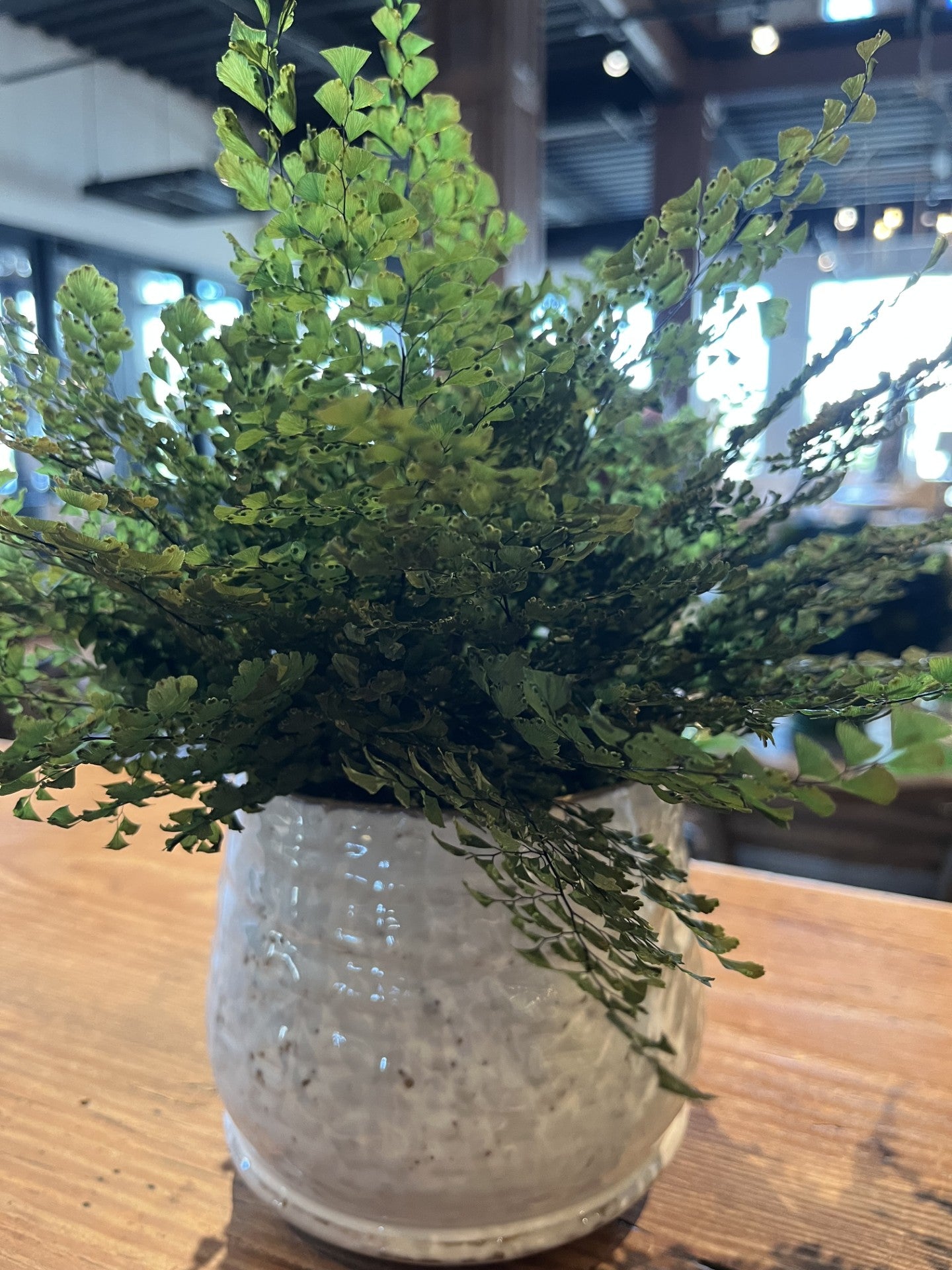 Maidenhair Fern