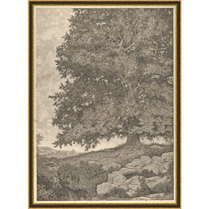 Grandfather Tree